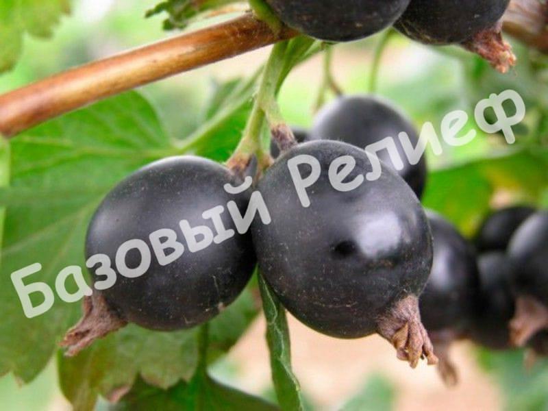 Йошта Йохини
