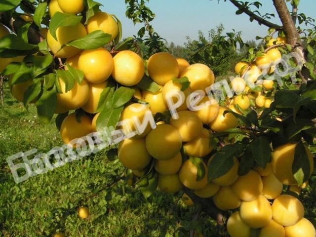 Черешня колоновидная Желтая