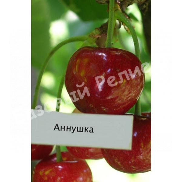 Черешня Аннушка