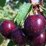 Черешня Любимица Астахова
