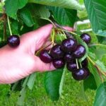Черешня Любимица Астахова