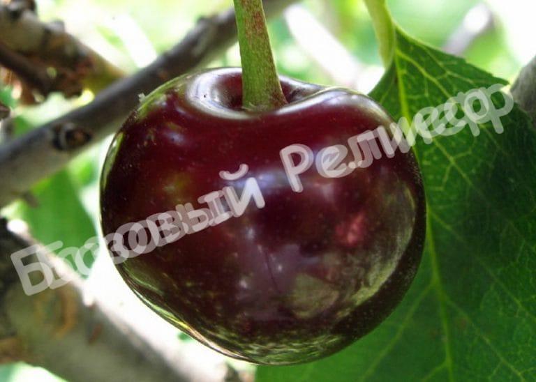 Вишня Брюнетка