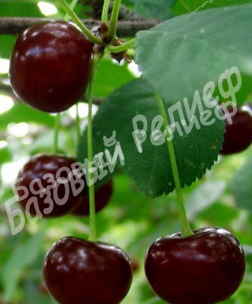 Вишня Дымка