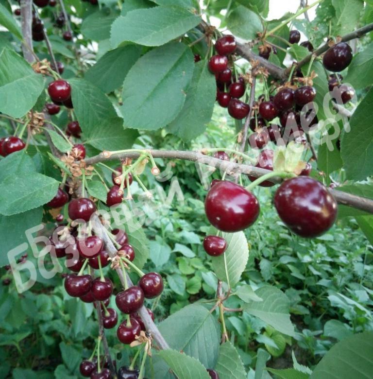 Вишня Жуковская