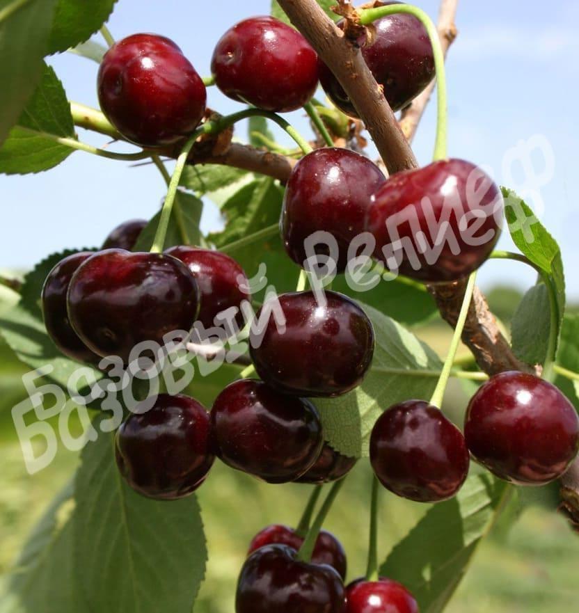 Вишня Жуковская
