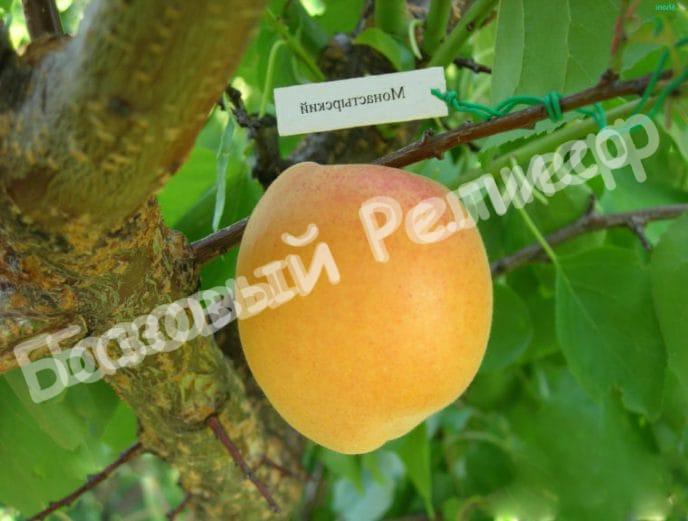 Абрикос Монастырский