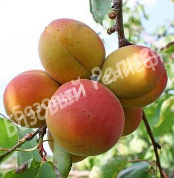 Абрикос Московский