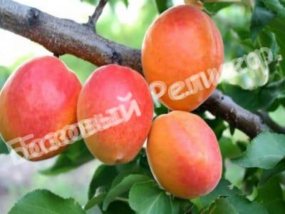 Абрикос Золотой Юбилей