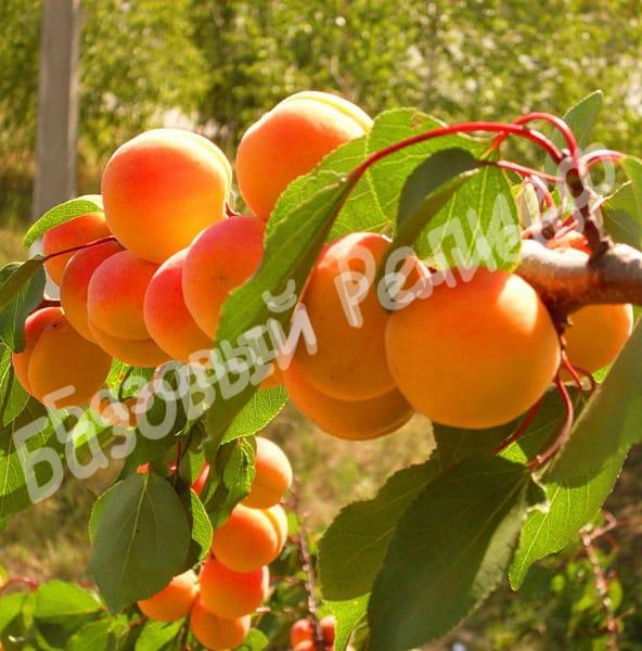 Абрикос Золотой Юбилей