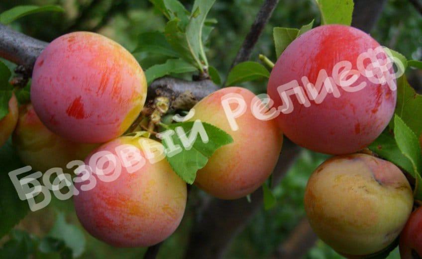 Слива Алтайская юбилейная