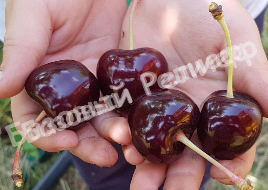 Черешня Бычье сердце (Воловье сердце)