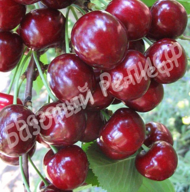 Черешня Бычье сердце (Воловье сердце)
