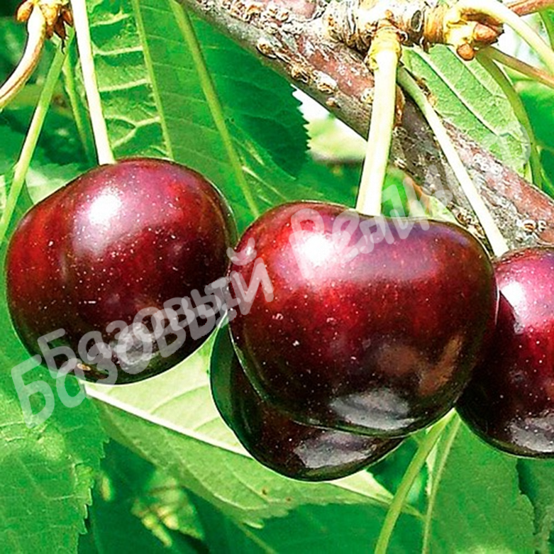 Черешня Крупноплодная
