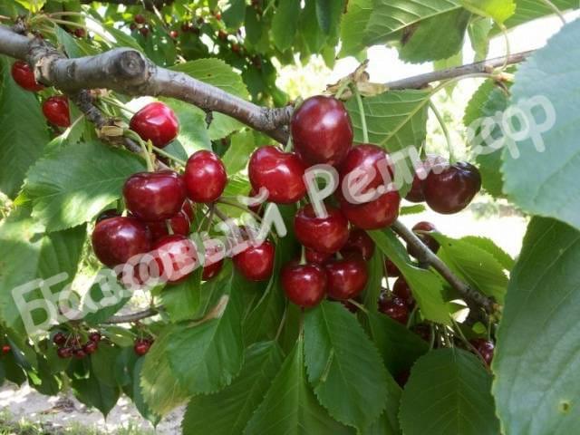 Черешня Крупноплодная