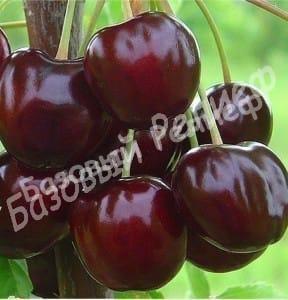 Черешня Наполеон Чёрный