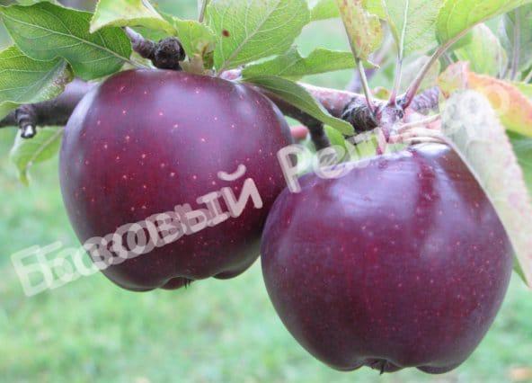 Яблоня Дарунок