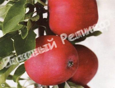 Яблоня Диво