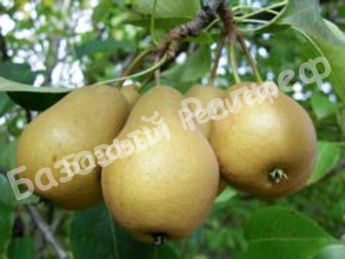 Груша Дюймовочка