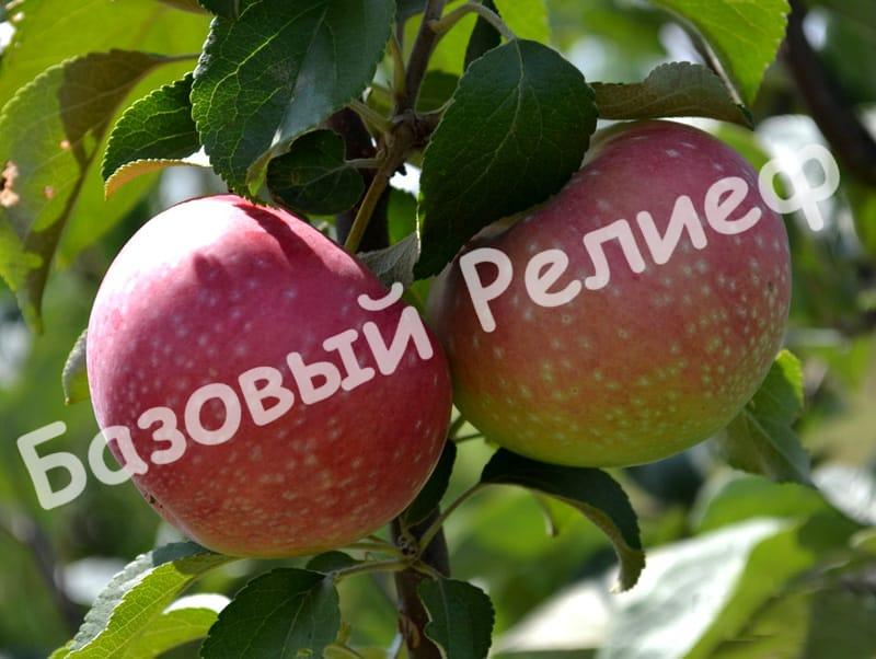 Яблоня Елена