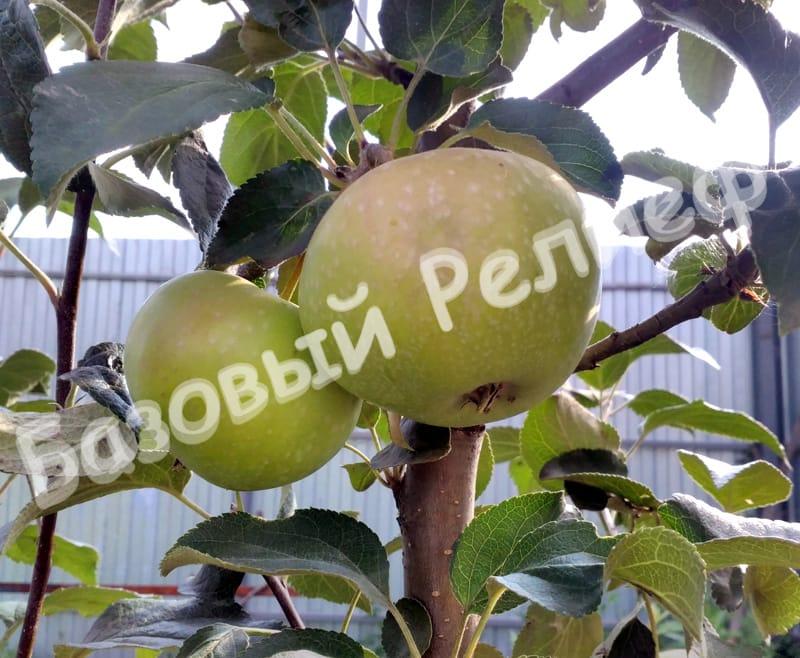 Яблоня Елена