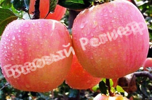 Яблоня Фуджи