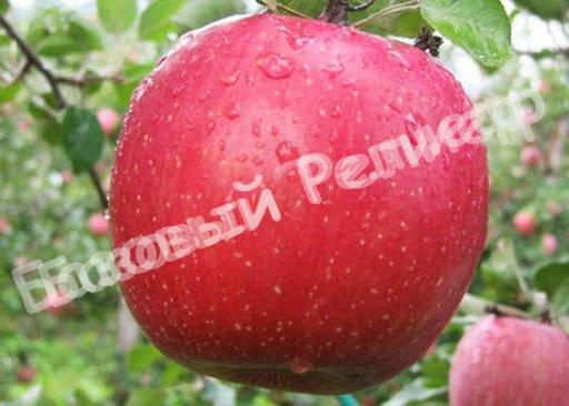 Яблоня Фуджи