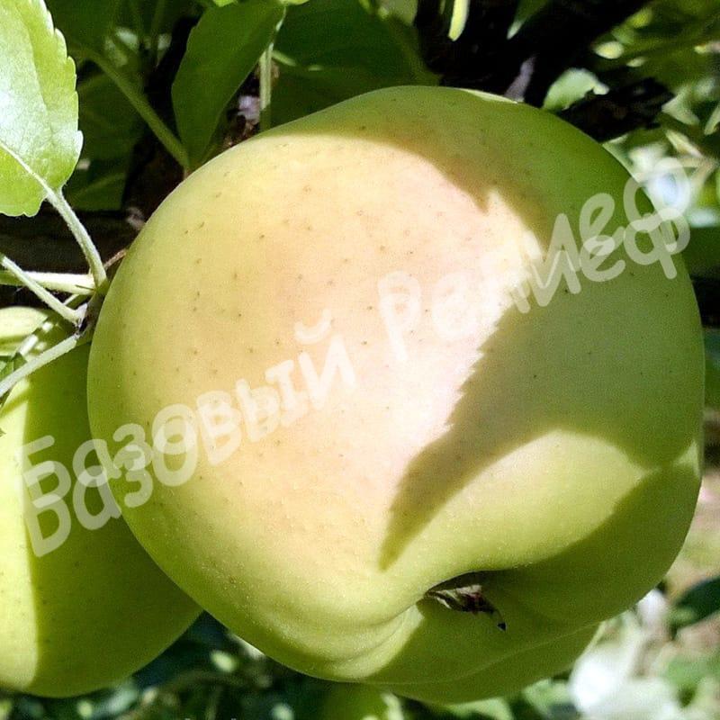 Яблоня Коштеля