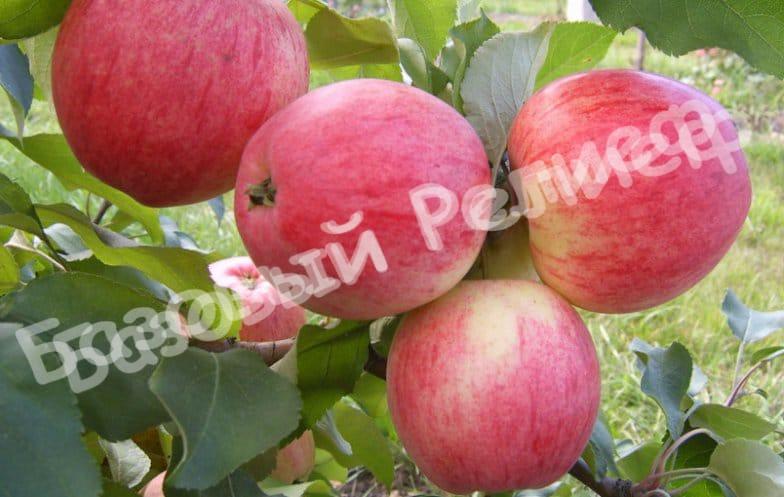 Яблоня колоновидная Аркадик