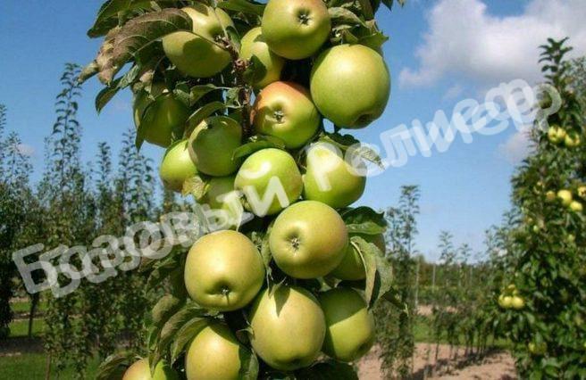 Яблоня колоновидная Икша