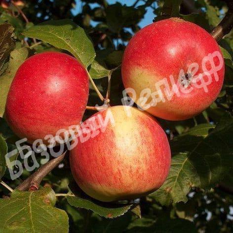 Яблоня Квинти