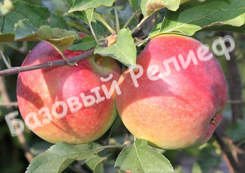 Яблоня Лигол