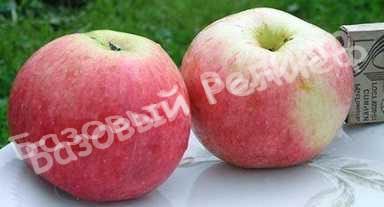 Яблоня Малинка