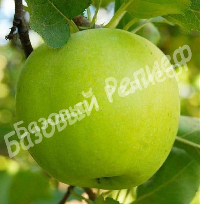 Яблоня Мутсу
