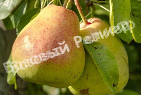 Груша Осенняя сладкая