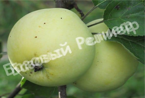 Яблоня Россиянка