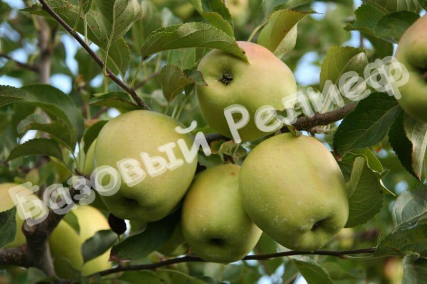 Яблоня Россиянка