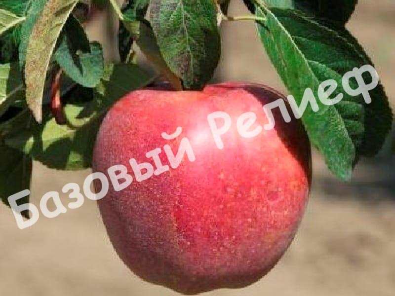 Яблоня Роял Ред Делишес