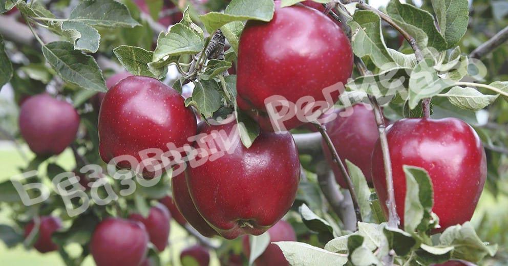 Яблоня Роял Ред Делишес