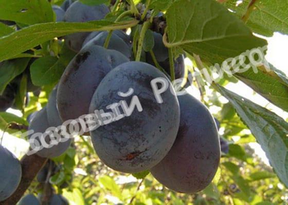 Слива Блюфри