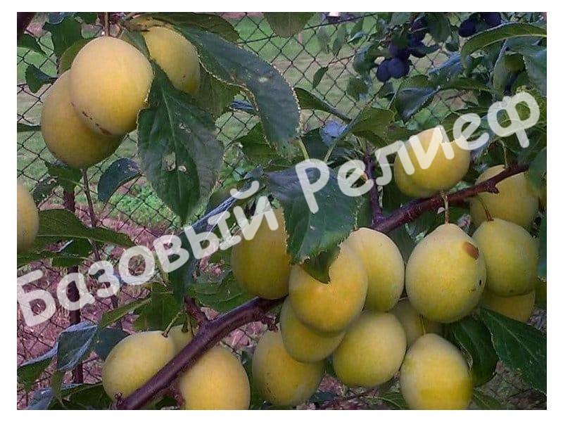 Слива Джефферсон