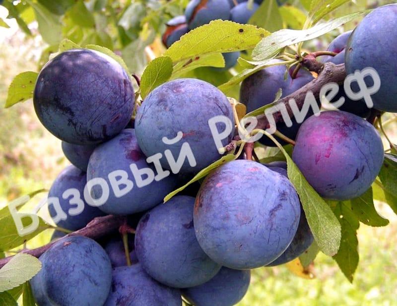 Слива Венера