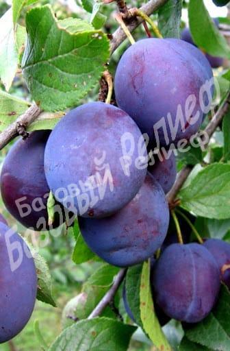 Слива Венгерка Белорусская