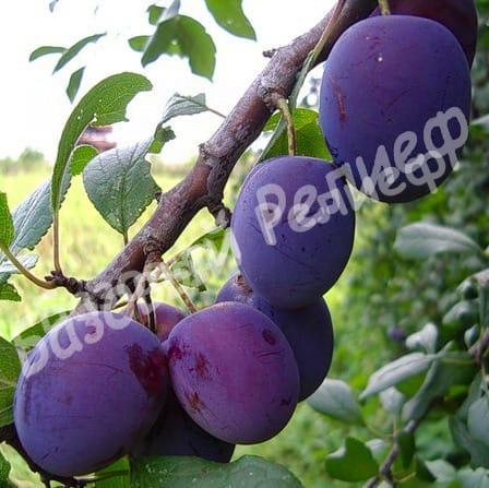 Слива Евразия 21