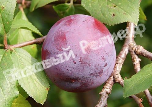 Слива Евразия 21