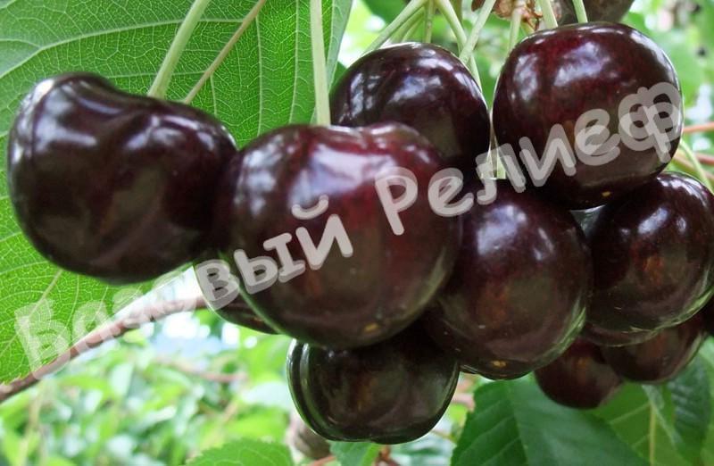 Вишня Черная крупная