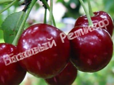 Вишня Эрди Крупноплодная