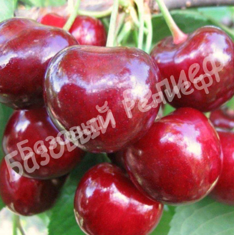 Вишня Эрди Крупноплодная