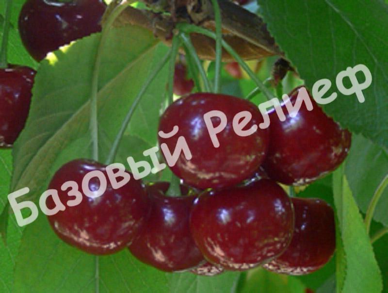 Вишня Эрди Крупноплодная