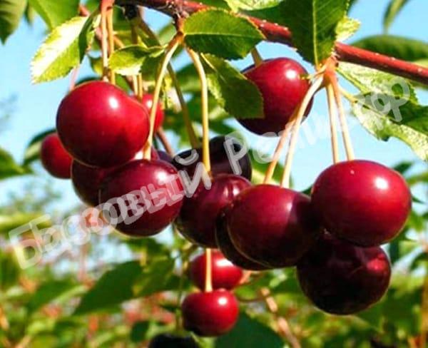 Вишня Эрди Крупноплодная