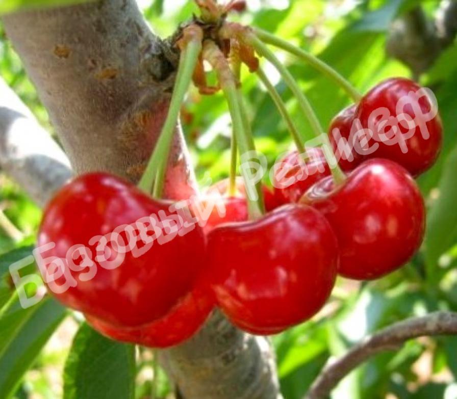 Вишня Любская